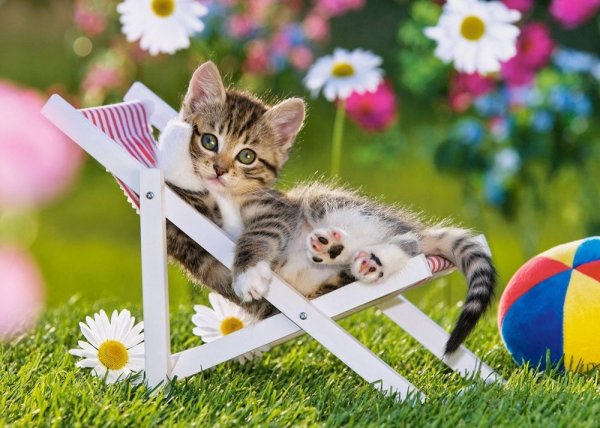 Коты и лето