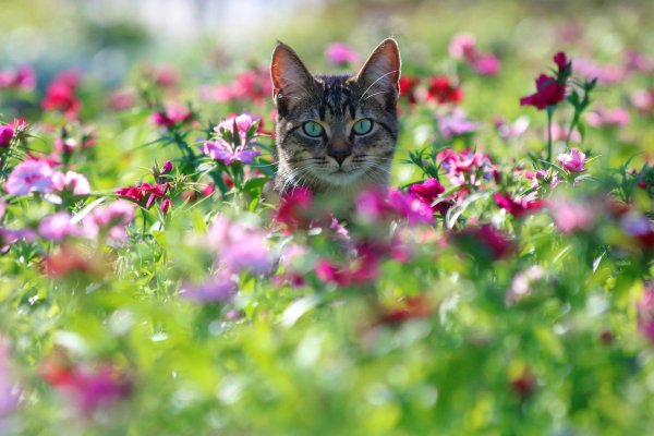 Кошечка в цветах