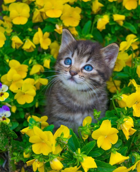 Котенок и лето