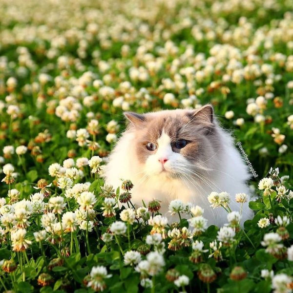 Кошка лето
