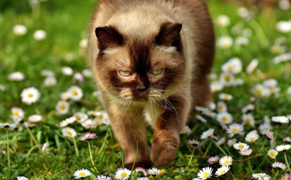 Котики лето