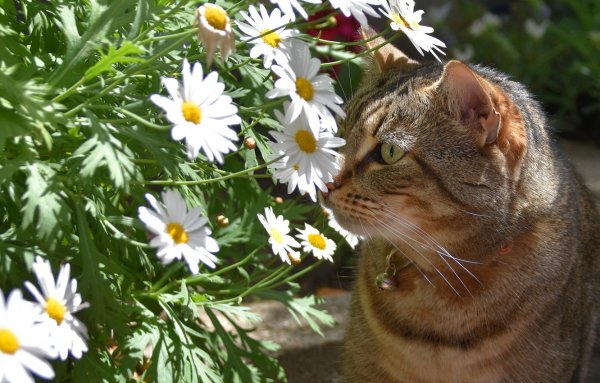 Коты в ромашках