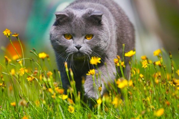Летний кот