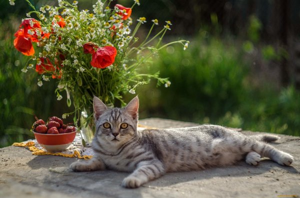 Кот летом в цветах