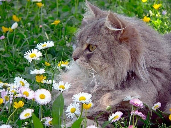 Кот в полевых цветах