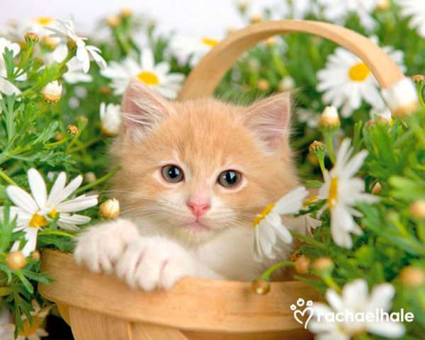Кошечка с ромашками
