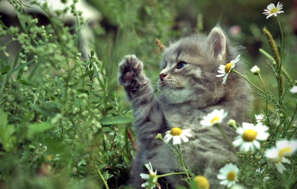 Котенок в ромашках