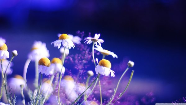 Голубая Лагуна Саона Доминикана