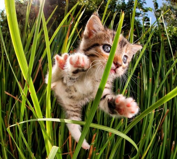 Летние котята