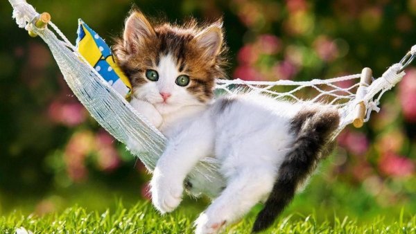 Котенок в гамаке