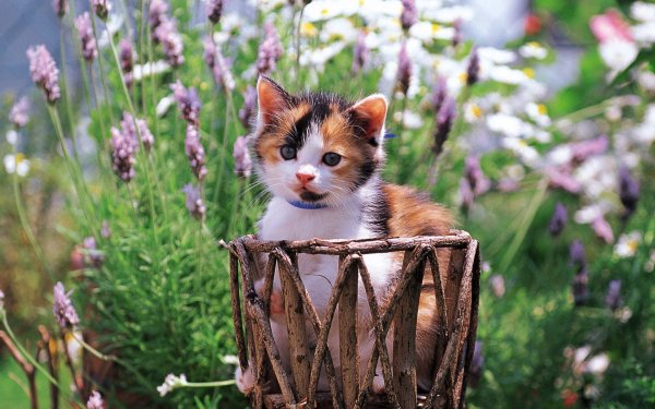 Милые котята на природе