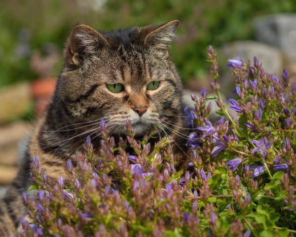 Коты в весенних цветах