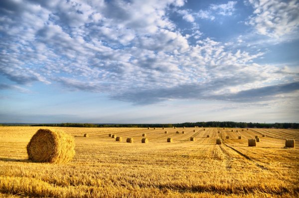 Август природа