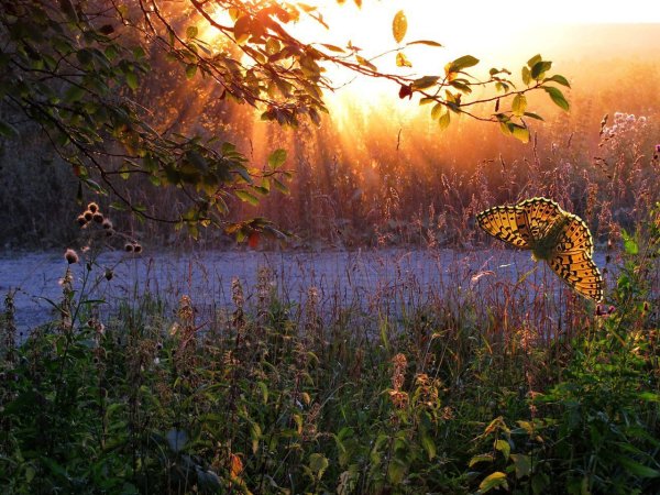 Август вечер природа