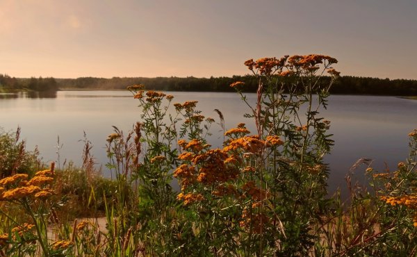 Августовская природа