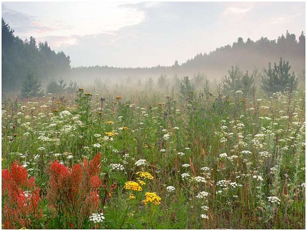 Августовские травы
