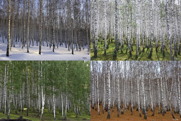 Береза в Разное время года