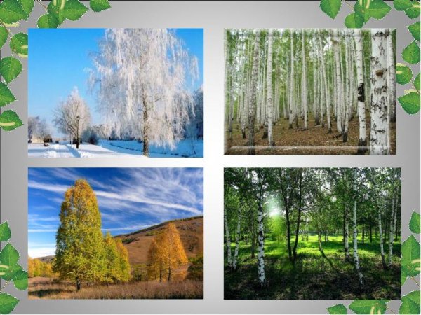 Береза в Разное время года