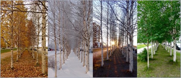 Береза в Разное время года