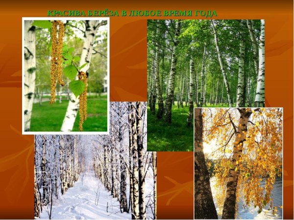 Береза в Разное время года