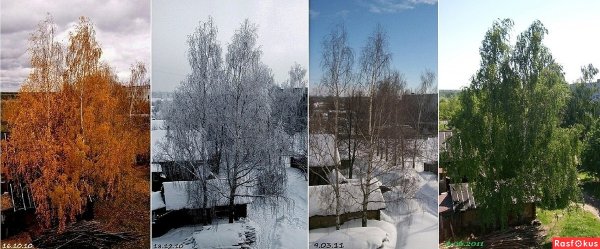 Береза в Разное время года