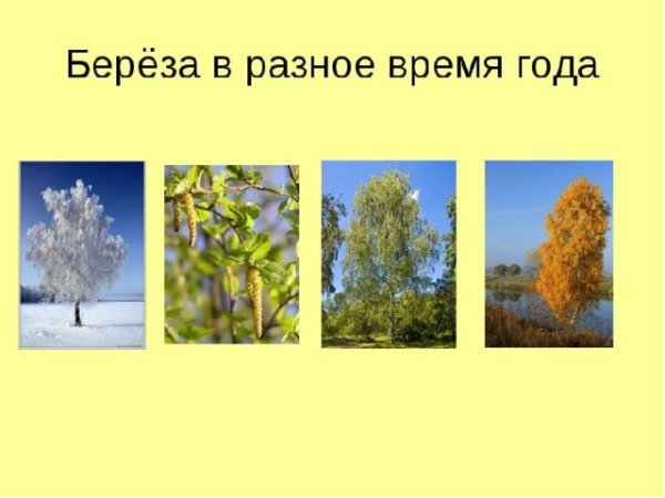 Береза в Разное время года