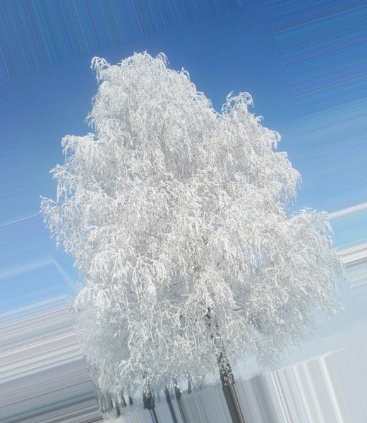 Береза по временам года