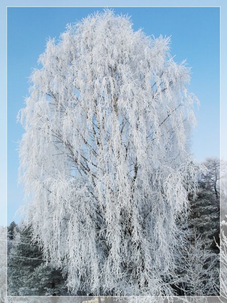 Береза повислая зимой