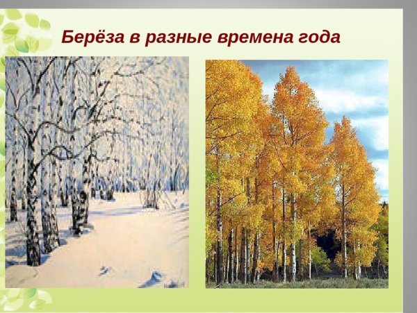 Береза по временам года