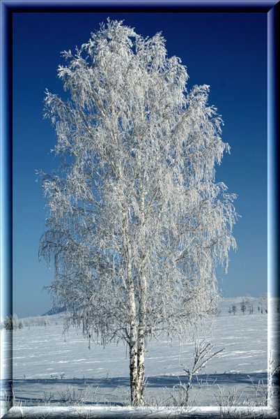 Береза плакучая зимой