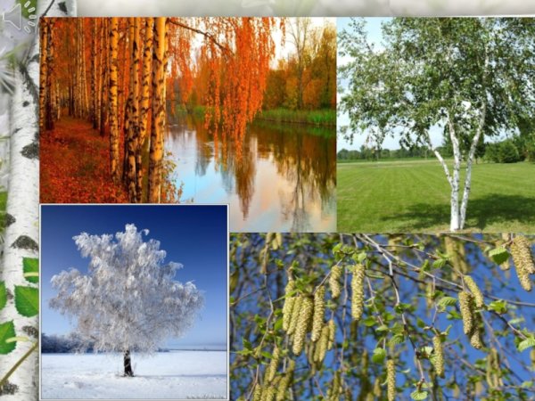 Берёза символ России фото