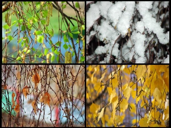 Береза в Разное время года