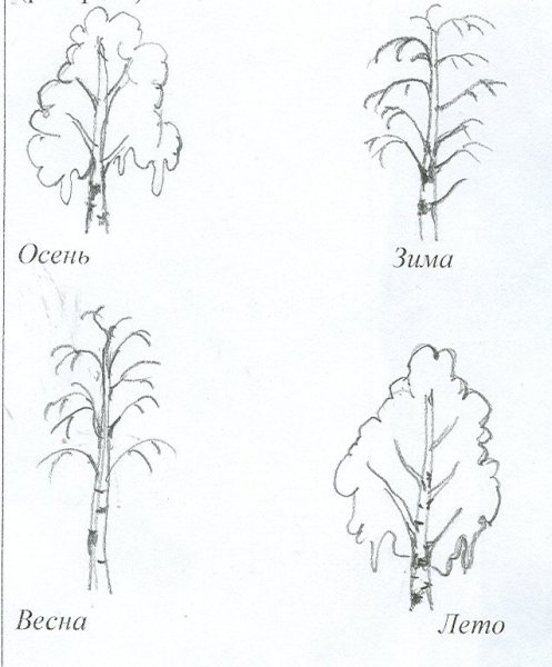 Берёза рисунок карандашом для детей