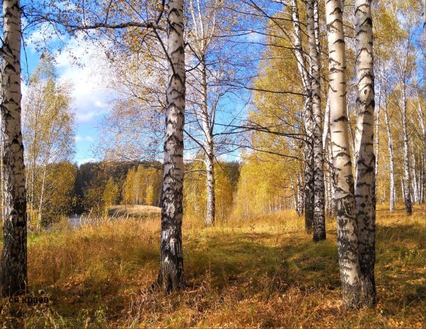 Береза осень лето