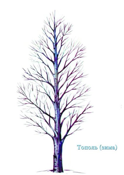 Тополь дерево зимой