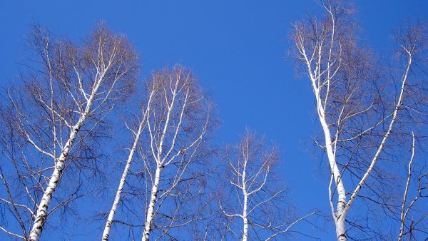 Весна березы