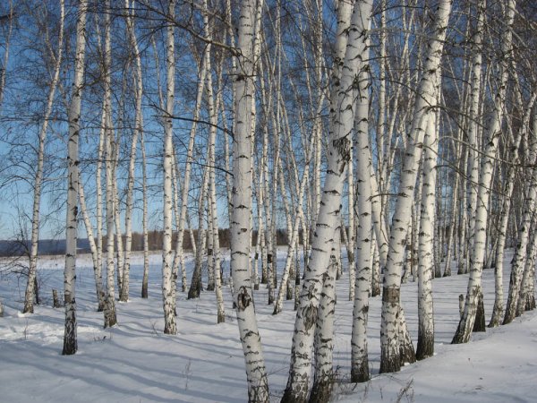 Березовая роща март