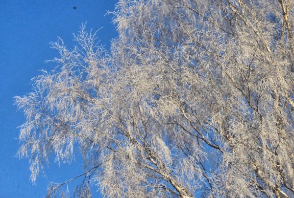 Снежная бахрома на деревьях