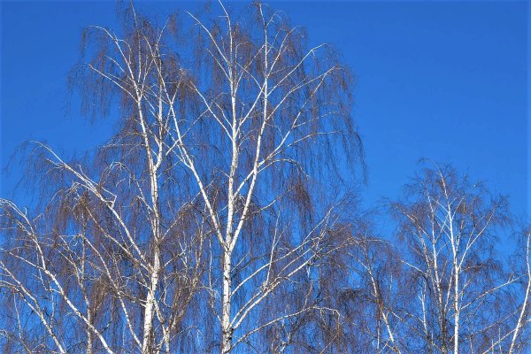 Береза повислая зима