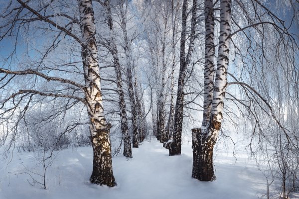Березовый лес зимой