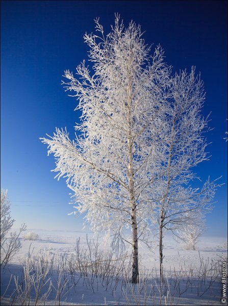 Зимние деревья береза