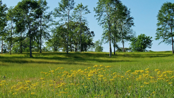 Луг с деревьями