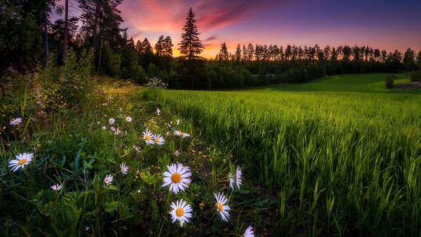 Ромашковое поле