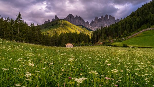 Горы Алтая Альпийские Луга