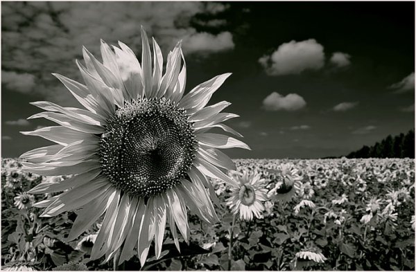 Подсолнечник черно белый