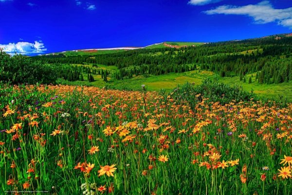 Летнее утро