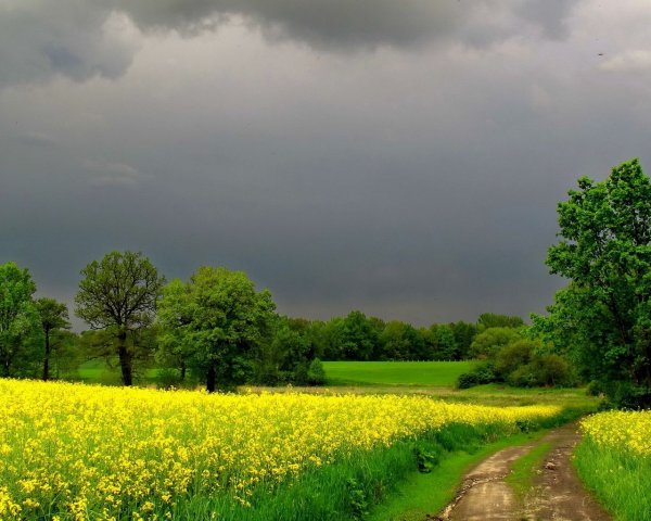 Раннее летнее утро