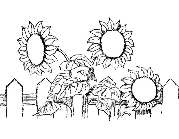 Лето карандашом