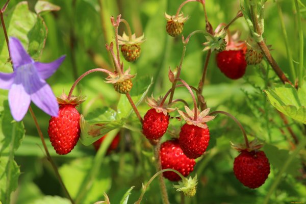 Клубника Полевая