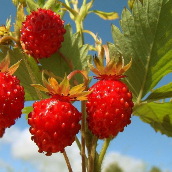 Природа ягоды